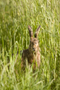 European brown hare eating in a field