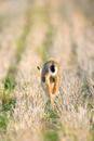 European brown hare running