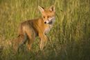 European red fox in the long grass