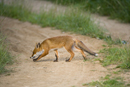 Young European red fox crossing a farm track