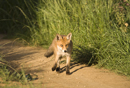 Young European red fox on a farm track