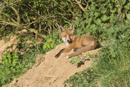 European red fox cub relaxes at entrance to den