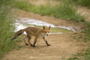 Young European red fox crossing a farm track after heavy rain