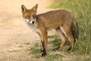 European red fox at the edge of a farm track