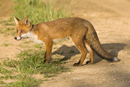 European red fox on a farm track in the early evening sun