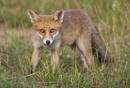 Young European red fox in the long grass by a farm track