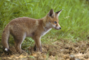 European red fox cub