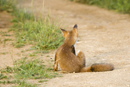 European red fox cub sitting on farm track grooming