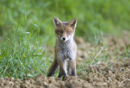 European red fox cub