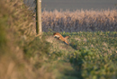 European red fox leaps on prey at the edge of a field