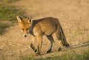 Young European red fox strolling along a farm track
