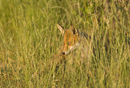 Young European red fox in the long grass