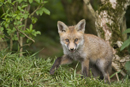 European red fox cub under a hedgerow near den