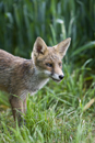 Young European red fox at the edge of a field of wheat