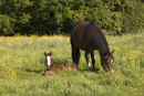 Mare and foal relax in a field in the early morning sun