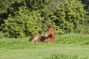 Mare and foal in a field
