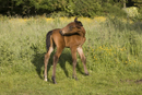 Young foal grooming in a field