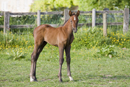 Young foal in a field
