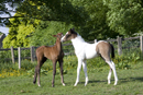 Young foals in a field