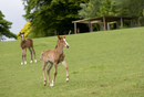 Young foals playing in a field
