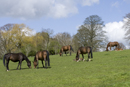 Mares and foals in a field