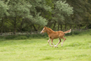 Young foal running in a field