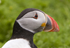Puffins Gallery